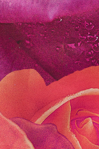 Roberto Cavalli Mini Dress With Garden Rose Print